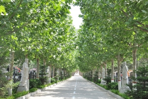 墓区道路
