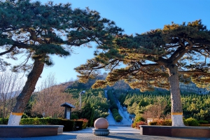 温泉墓园松柏