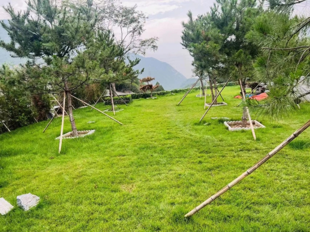 园区草坪