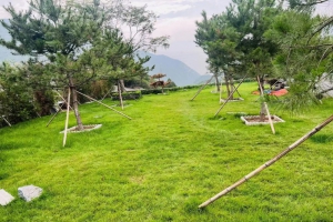 园区草坪
