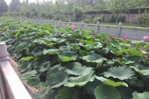 荷花景色
